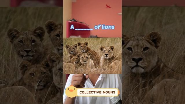 Useful collective nouns #english #englishlearning #englishstudy #englishtutor #speakenglish смотреть онлайн