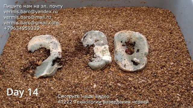 АТ391 300 червей 3 кусочка хлеба съедают за 33 дня в биогумус перерабатывают ат391 #черви черви смотреть онлайн