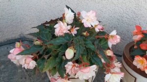 Гибридные бегонии после зимы