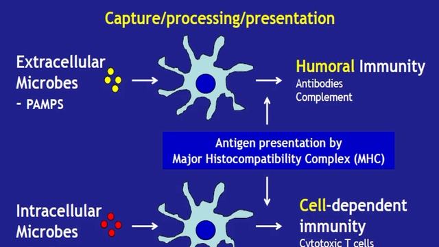 Adaptive immunity - part 1 смотреть онлайн
