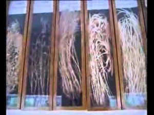 АЧГАА - 1-й агроинженерный вуз РОССИИ