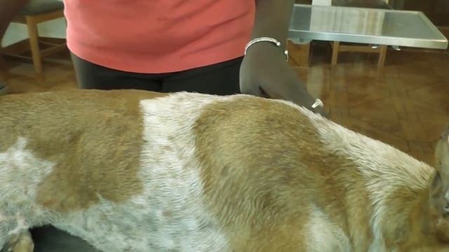 Remove maggot from dog skin || Mangoworms Removal #90 смотреть онлайн