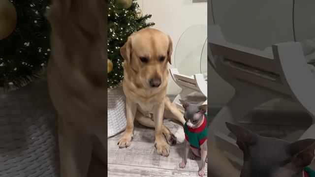 Сдал с потрохами смотреть онлайн