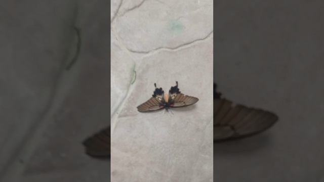 ВЫСТАВКА БАБОЧЕК. ПУТЕШЕСТВИЯ ПО СОЧИ. 2024-07-20 смотреть онлайн