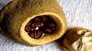 Как вырастить Бразильский орех