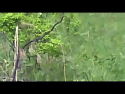 Охота Медведь напал на охотников смотреть онлайн
