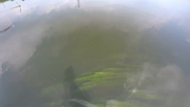 Охота с Рогаткой на дамбе SLINGSHOT FISHING