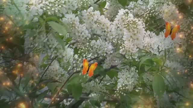 Черемуха... Виктор Давидзон смотреть онлайн