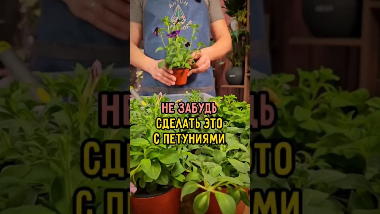 2 в 1: сделай это с петуниями и убьёшь двух зайцев. Будут шикарные клумбы и хорошая экономия смотреть онлайн