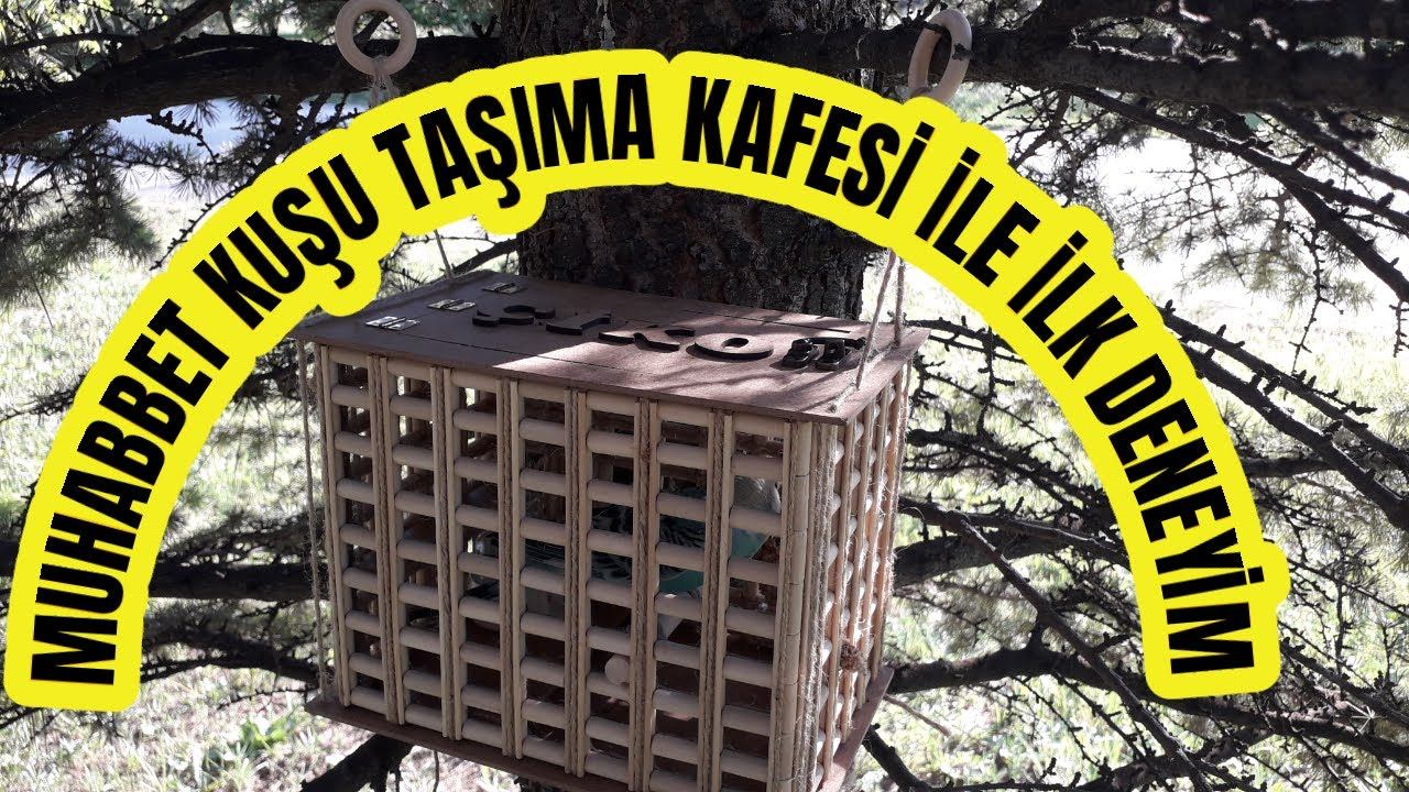 Muhabbet Kuşu Taşıma Kafesi İlk Deneyim | Doğada Muhabbet Kuşu Davranışları | Budgie | Budgerigar смотреть онлайн