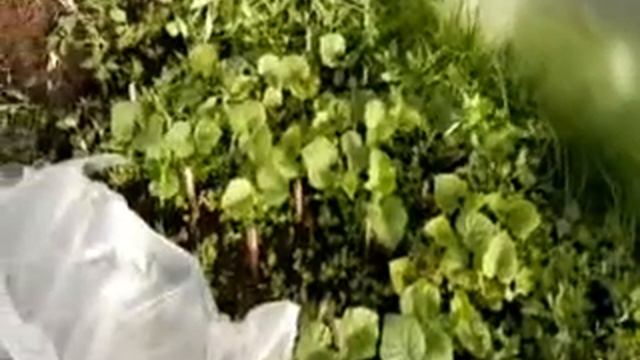Огурцы посаженные чтобы легче укрыть от заморозок смотреть онлайн