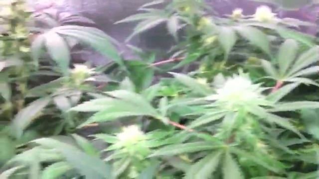 X5 LED grow light (5 watt H.O. chipsets), Medical Marijuana Grow - Week 8 смотреть онлайн