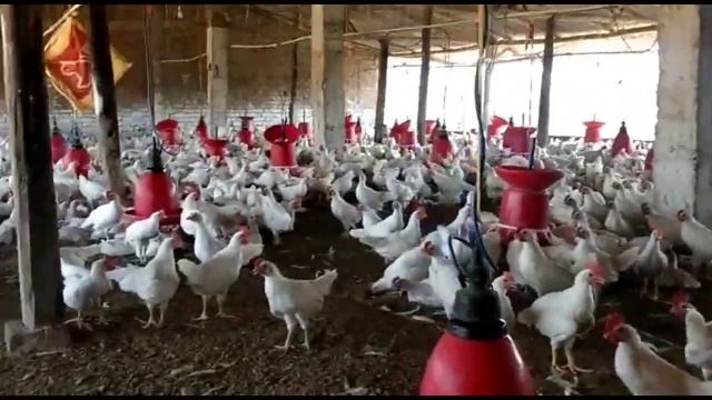 गर्मी के मौसम में कौन सी medicine use करें🐓 । deshi murgi palan hindi । 🐓 смотреть онлайн
