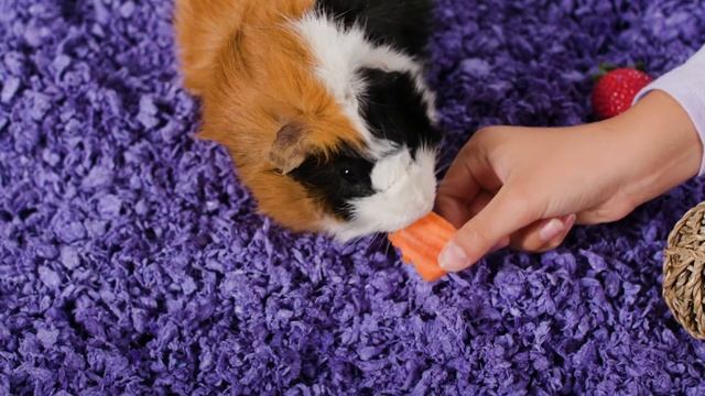 Guinea pigs make a great small pet: How to choose the bedding for the best care смотреть онлайн