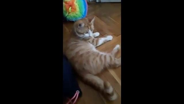 Смешен клип с котето ми 😂🐱 смотреть онлайн