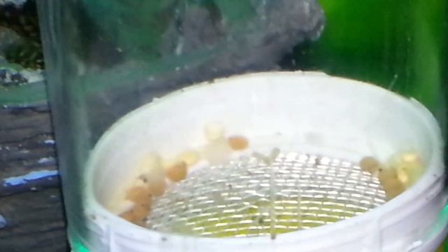 sarı prenses yumurtaları смотреть онлайн