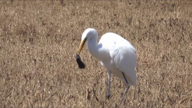 Great Egret Hunting Documentary ( 2 ) - 2x, 4x & 10x Slow Motions смотреть онлайн