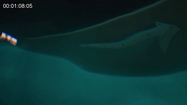 girl in the pool foley смотреть онлайн