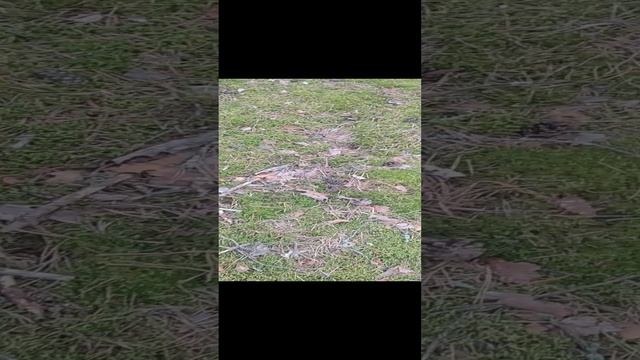 В лесу летом