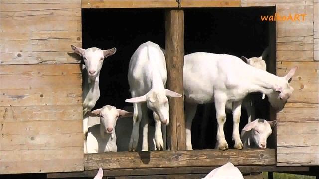 Goat House Design Philippines смотреть онлайн