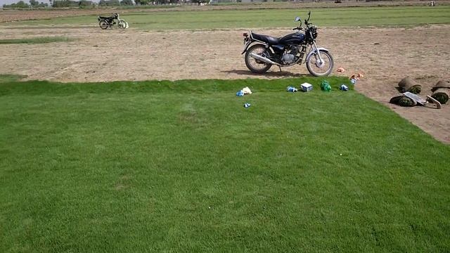 Korean Grass fine dhaka grass farm Gujranwala Pakistan grass for sale ph no.03007478898.03454643342 смотреть онлайн