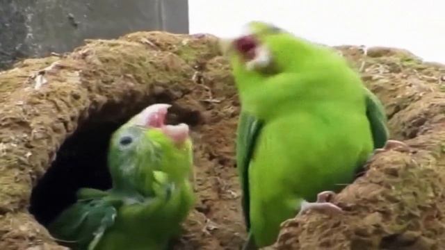 Раскрытие вк группы 4 часть! смотреть онлайн