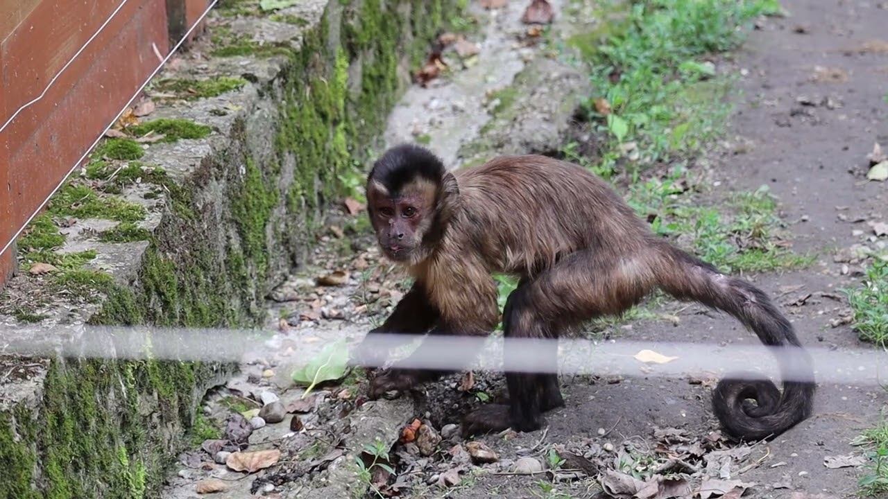 мартышкин труд смотреть онлайн
