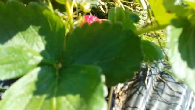 УВАГА!Унікальне відео......Альбіон... 14.08.2018 смотреть онлайн