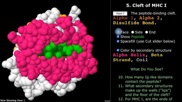 Major Histocompatibility Complex MHC Protein Structure & Function смотреть онлайн