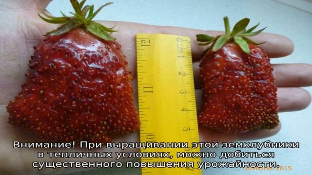 Земляника Купчиха — описание сорта смотреть онлайн