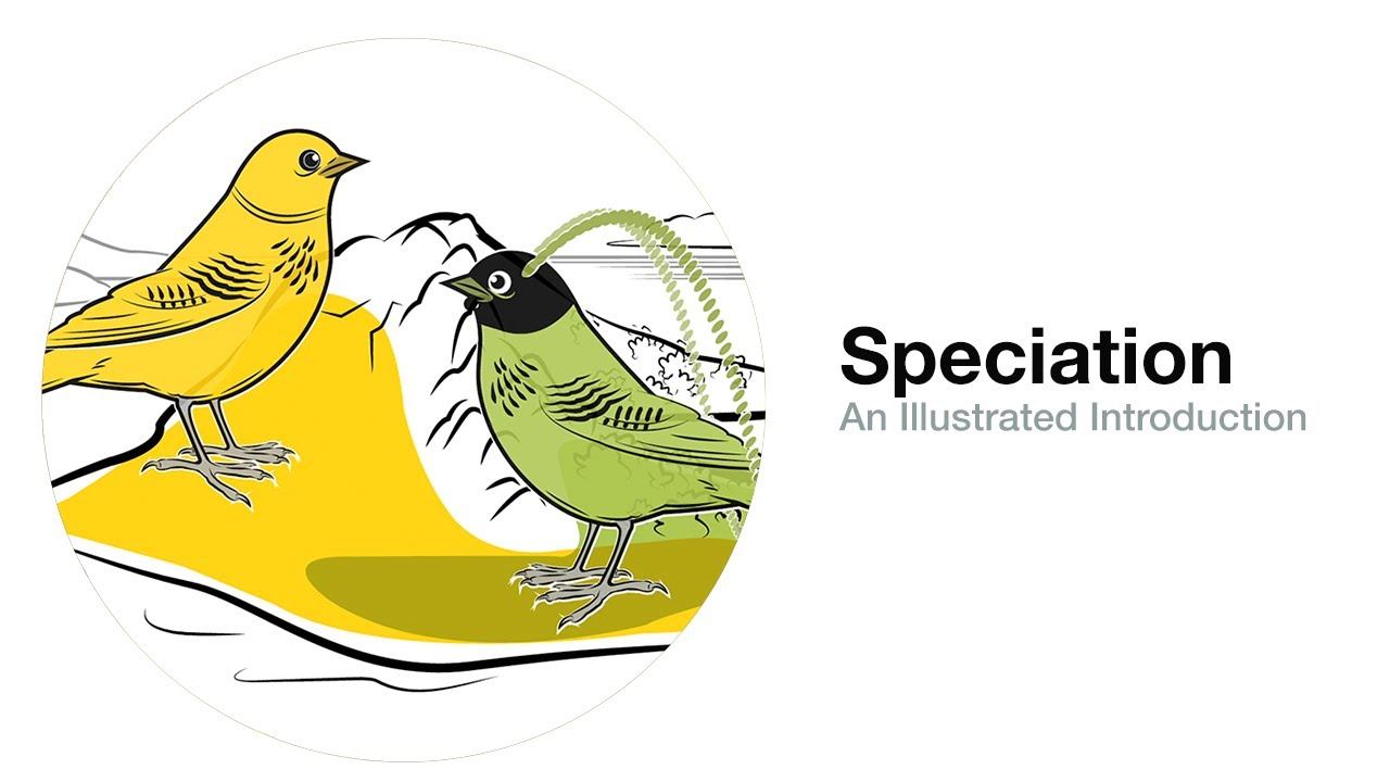 Speciation: An Illustrated Introduction смотреть онлайн