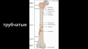 СКЕЛЕТ ЧЕЛОВЕКА - классификация костей, губчатое и компактное вещество