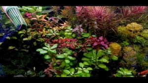 УБИРАЮ ОРГАНИКУ ИЗ АКВАРИУМА