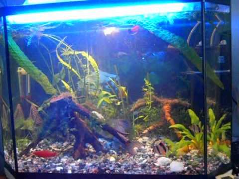 мой аквариум на 75 л..avi смотреть онлайн