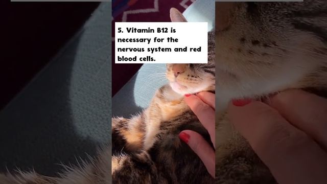 10 most important nutrients for cats смотреть онлайн