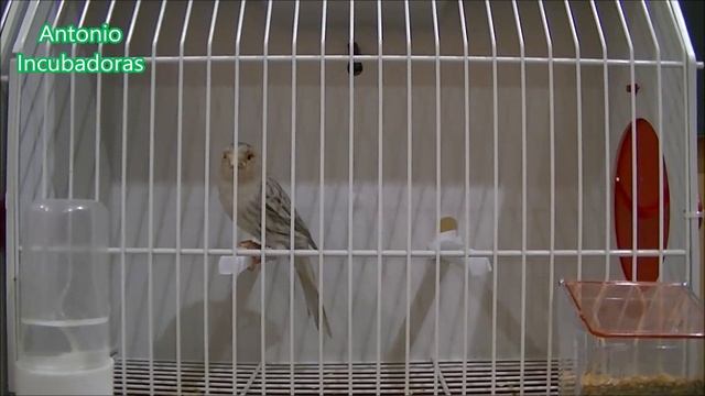 Canarios topacios amarillo y rojo mosaico. смотреть онлайн