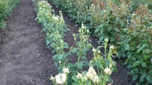 Японская роза Сенлитсу