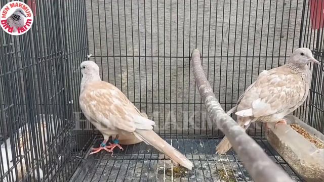 Mutasi derkuku rws dengan strip putih panjang смотреть онлайн