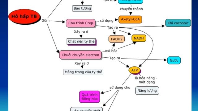 Sinh học 10 - ÔN TẬP SINH HỌC TẾ BÀO - GV: Nguyễn Quốc Chung смотреть онлайн