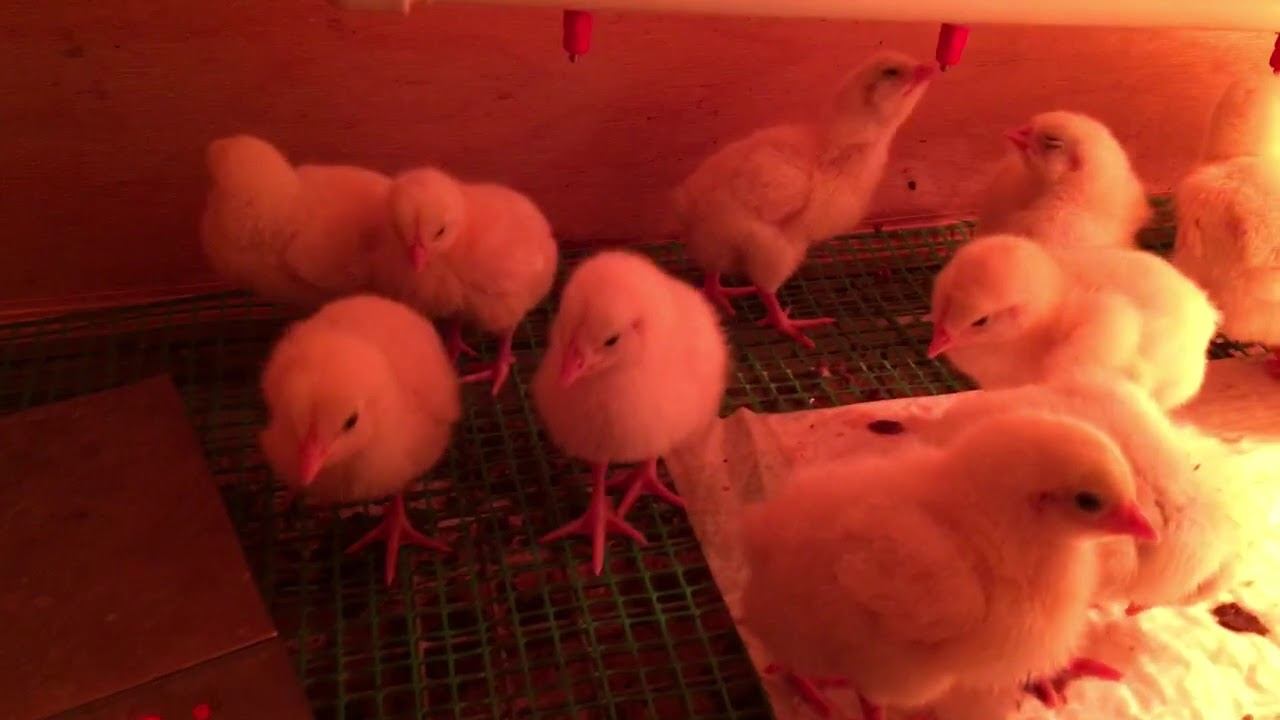 Бройлер росс 308 смотреть онлайн