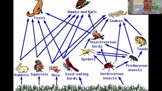 Food Chains & Food Webs Video 25 смотреть онлайн