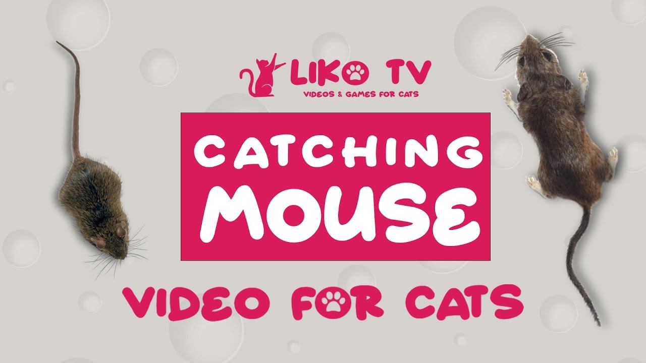 CAT TV - Catching Mouse!🐭 Entertainment Video for Cats to Watch. 30 min 4k смотреть онлайн