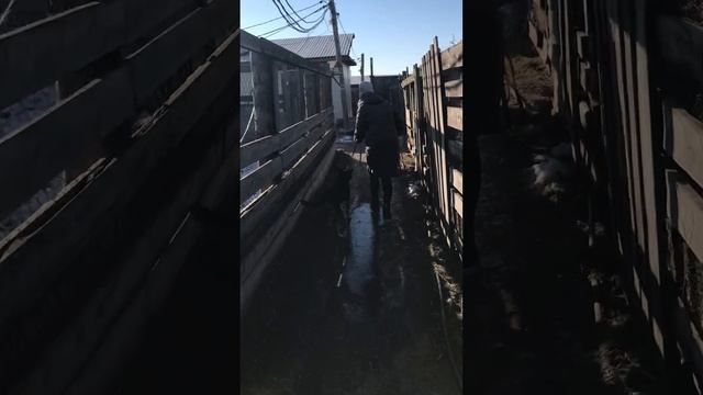 Сказки из жизни. Хакасия. Приют. Привязали собаку у входа. Помощь89135440512.Подпишись! смотреть онлайн