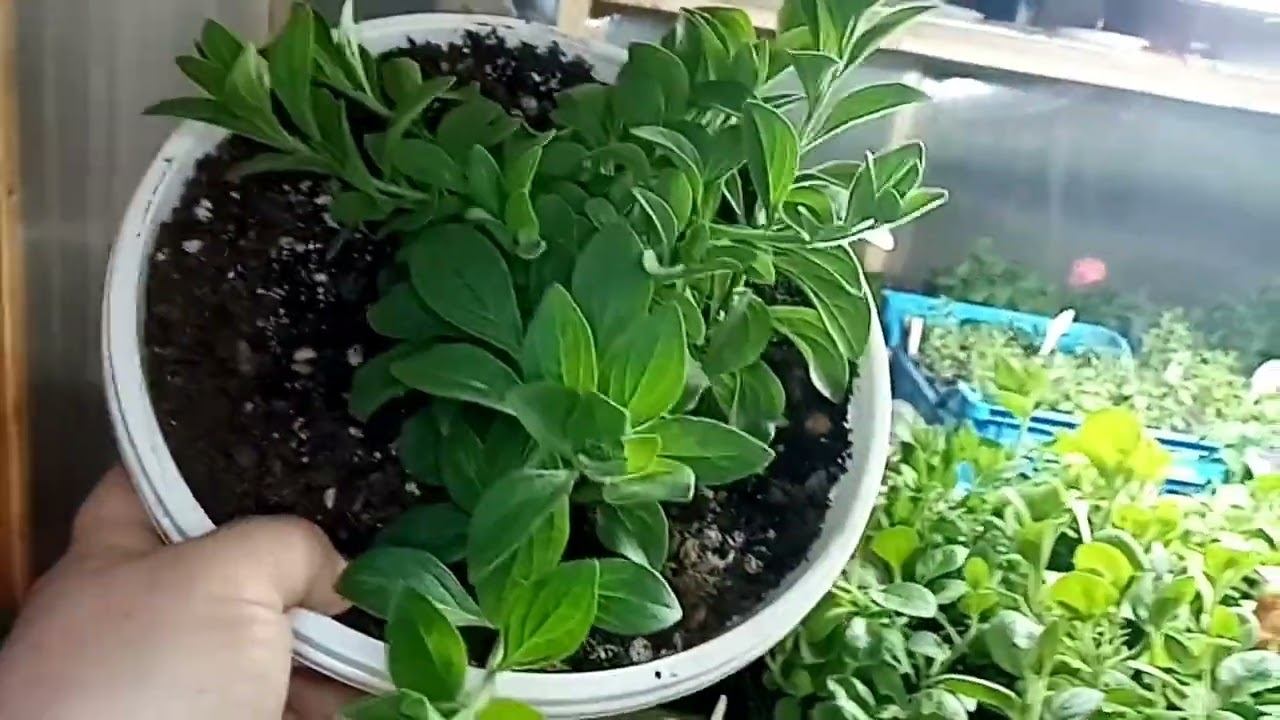 Весна. Что растёт. смотреть онлайн