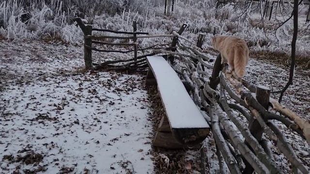 Непростая прогулка с животными смотреть онлайн