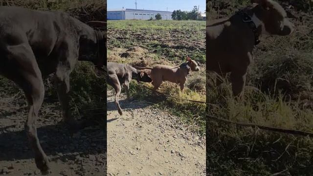 рэкс смотреть онлайн