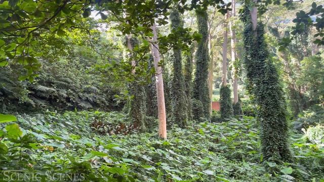 Rainforest 4K - The World’s Amazing Tropical Rainforest | Jungle Sounds | Scenic Relaxation Film