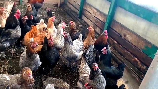 Особенности деревенского быта. смотреть онлайн