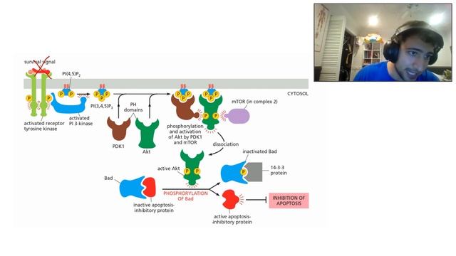 Basic Essentials: Ras, Akt, and JAK/STAT signaling смотреть онлайн