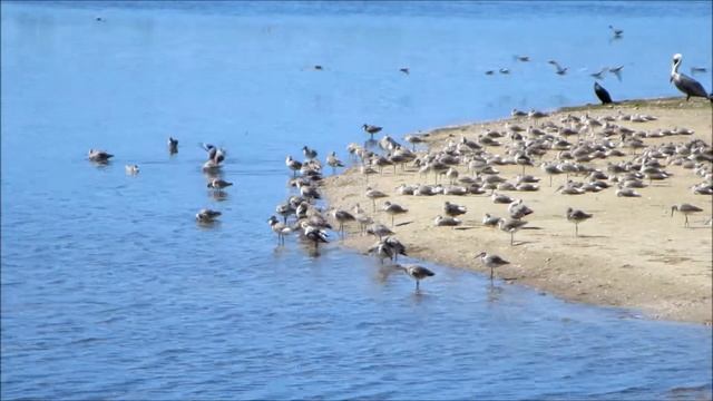 Wading birds at Ding Darling National Wildlife Refuge, Sanibel Island, Florida смотреть онлайн